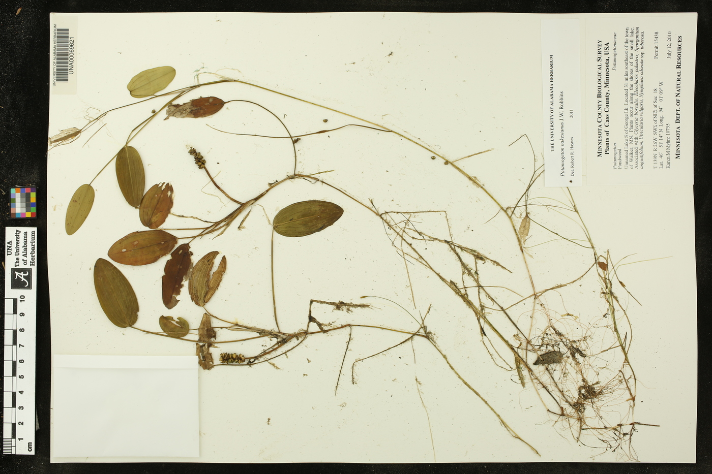 Potamogeton oakesianus image