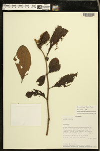 Drymonia hoppii image