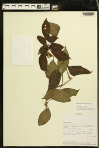Drymonia warszewicziana image