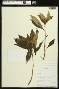 Gasteranthus acuticarinatus image