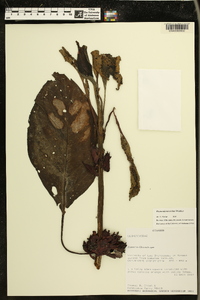 Drymonia urceolata image