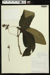 Gasteranthus leopardus image