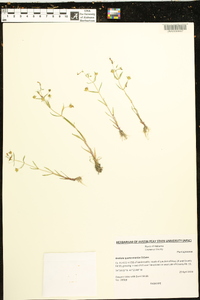 Gratiola quartermaniae image