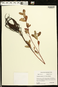 Triadenum walteri image