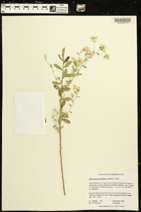 Sericocarpus tortifolius image