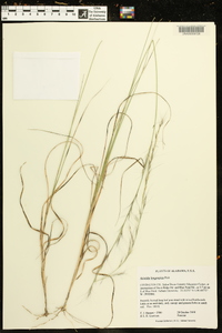 Aristida longespica image