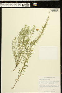 Ionactis linariifolia image
