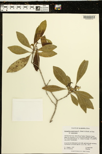 Osmanthus americanus image