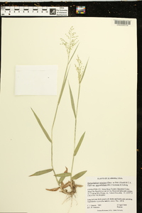 Dichanthelium aciculare subsp. angustifolium image