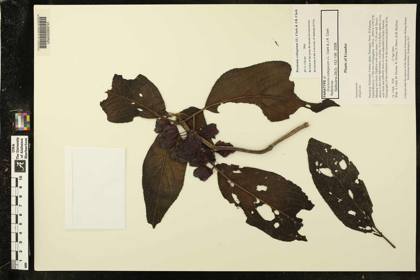 Drymonia collegarum image
