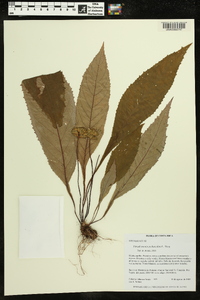Media resource of Paradrymonia pedunculata