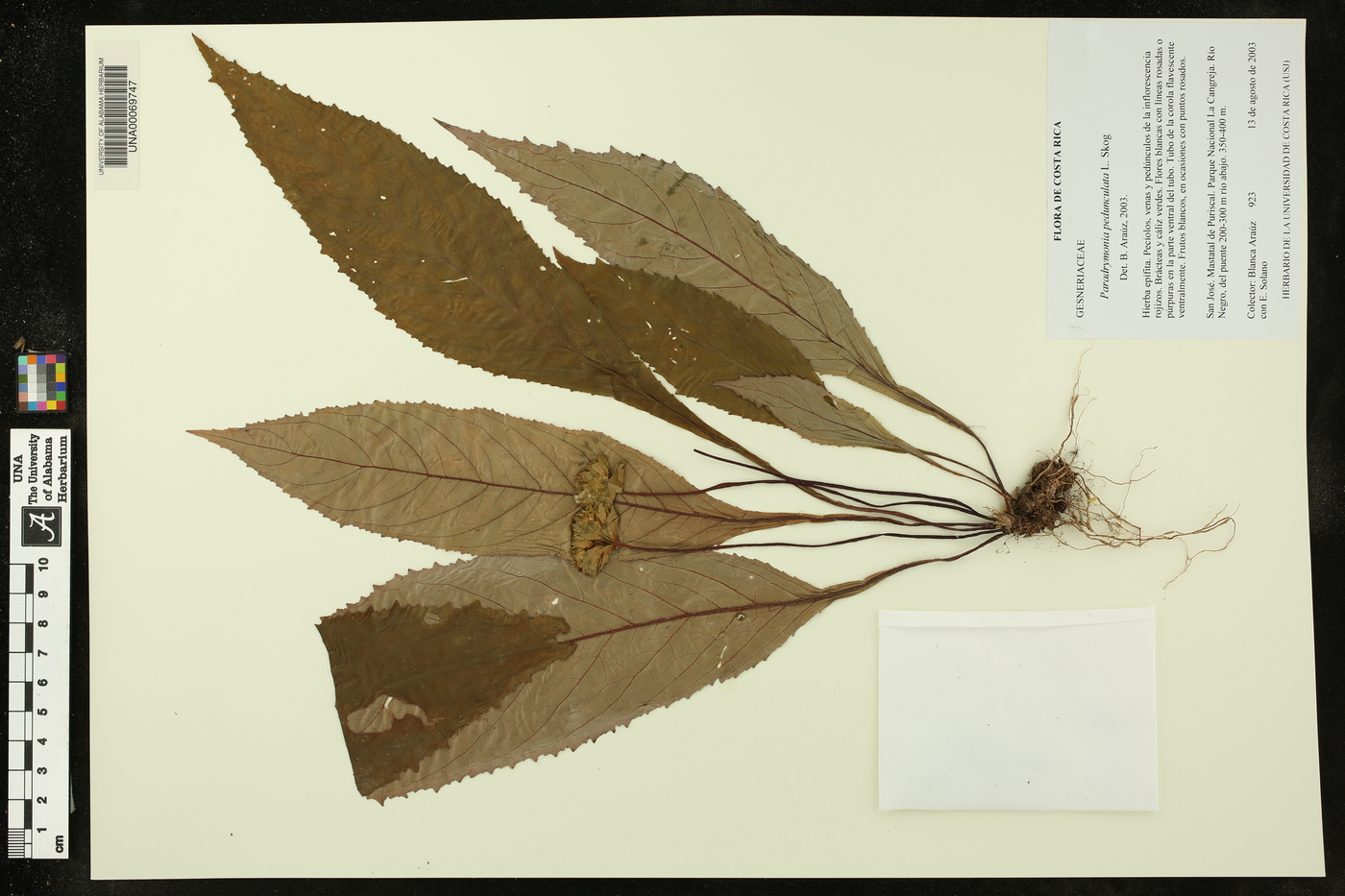 Paradrymonia pedunculata image