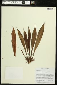 Paradrymonia lineata image