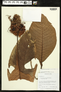 Paradrymonia macrophylla image