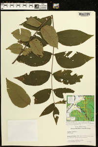 Juglans cinerea image