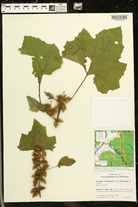 Xanthium strumarium var. glabratum image