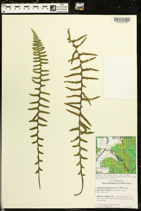 Asplenium platyneuron var. bacculum-rubrum image