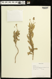 Rhytidophyllum minus image