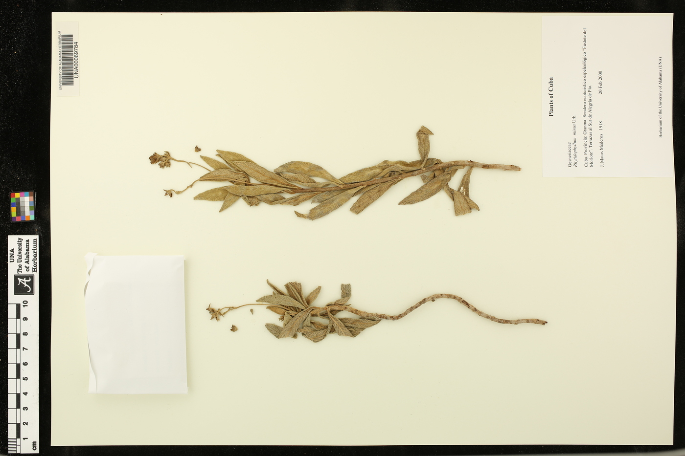 Rhytidophyllum minus image