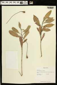 Gesneria binghamii image