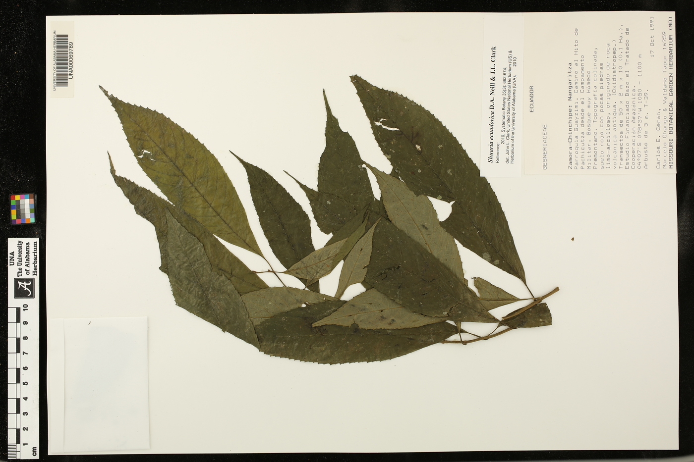 Shuaria ecuadorica image