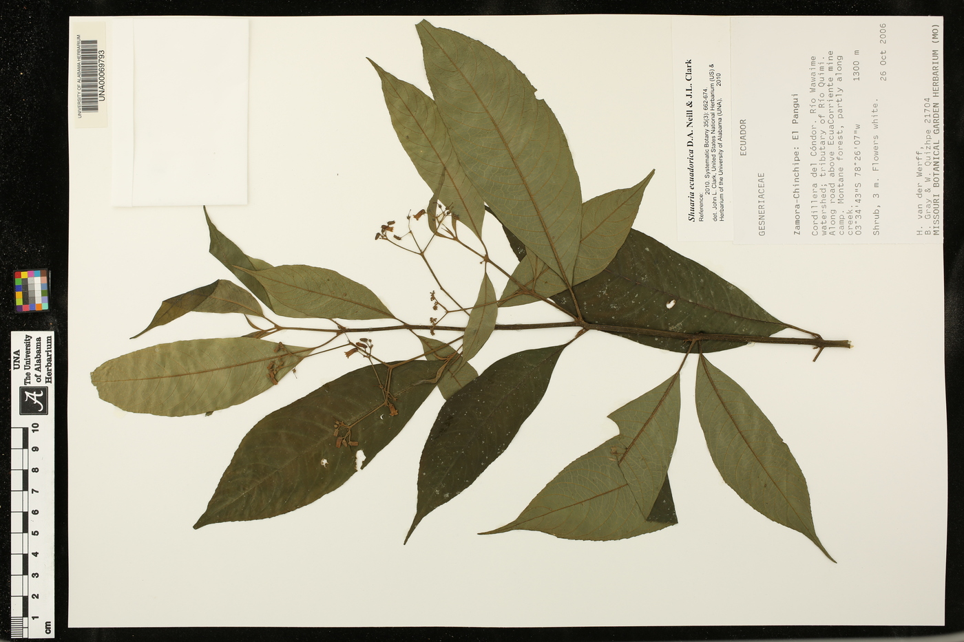 Gesnerioideae image