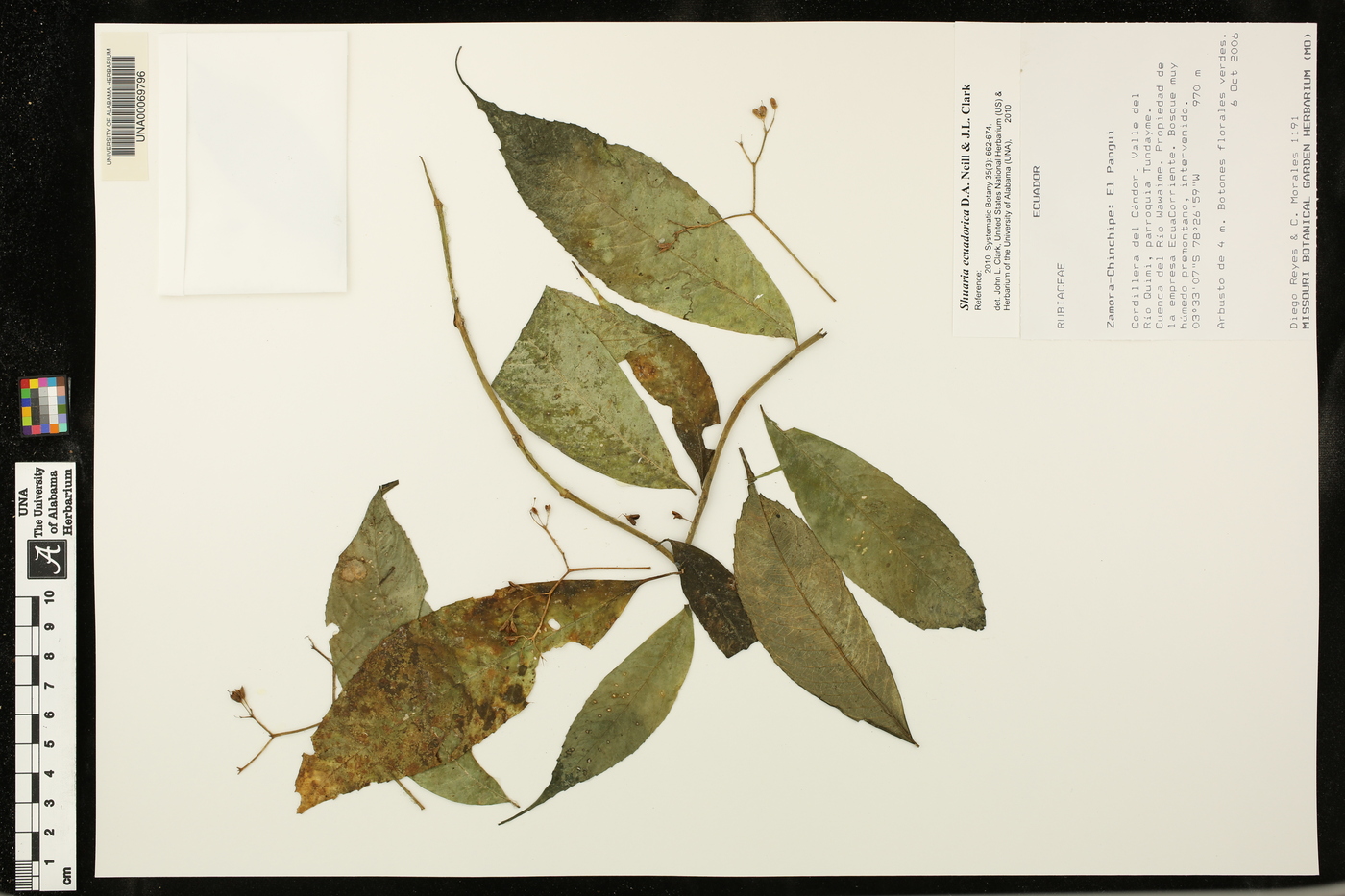 Shuaria ecuadorica image