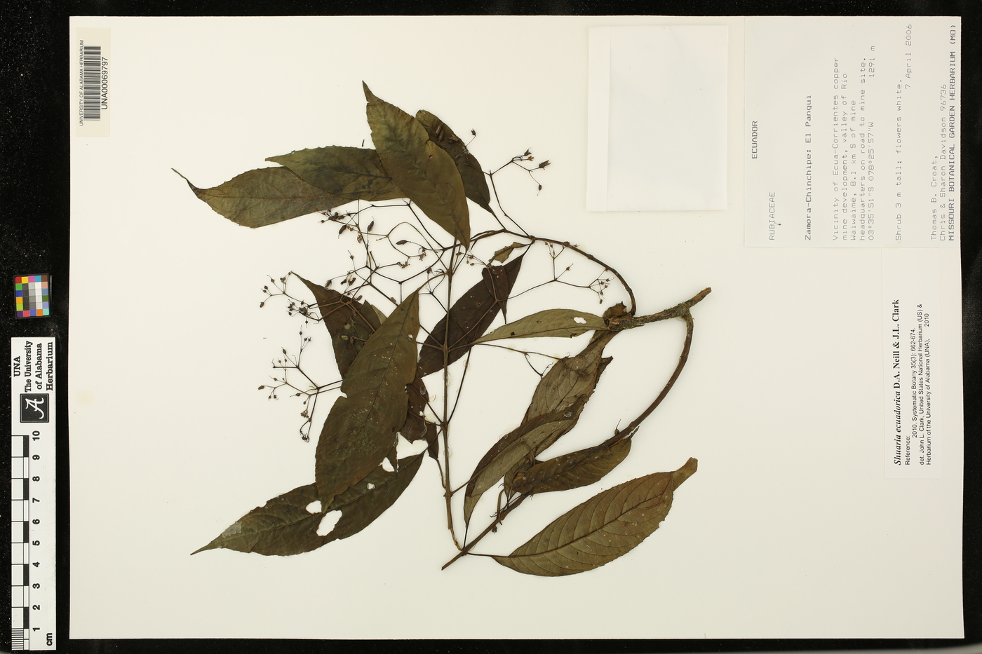 Shuaria ecuadorica image