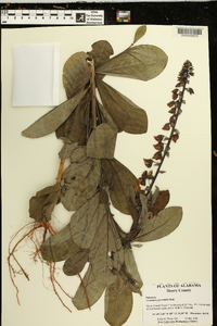 Crotalaria spectabilis image