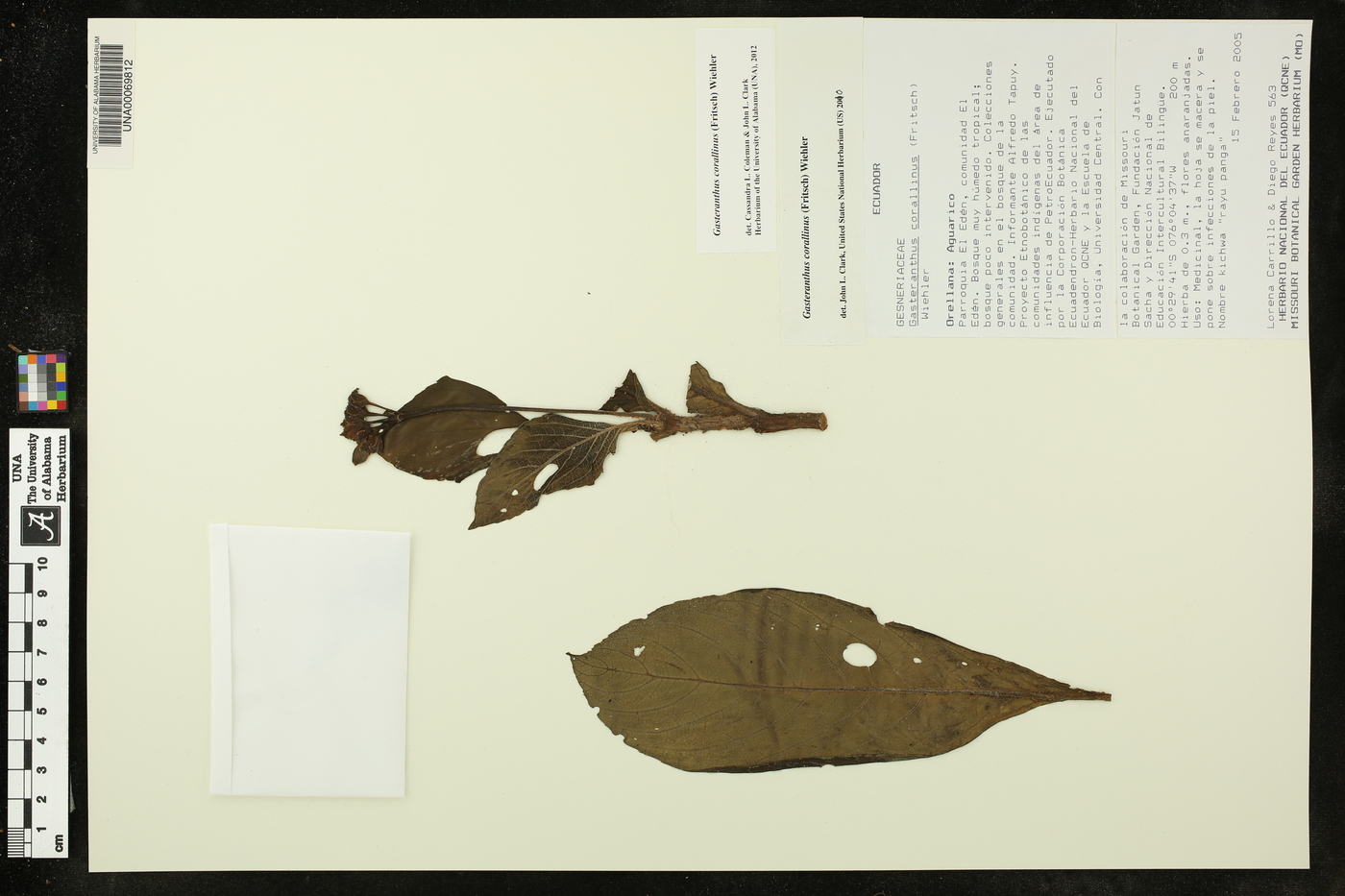 Gasteranthus corallinus image