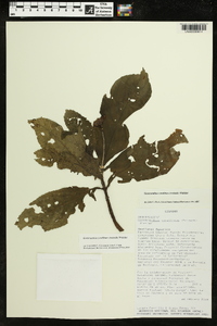 Gasteranthus corallinus image