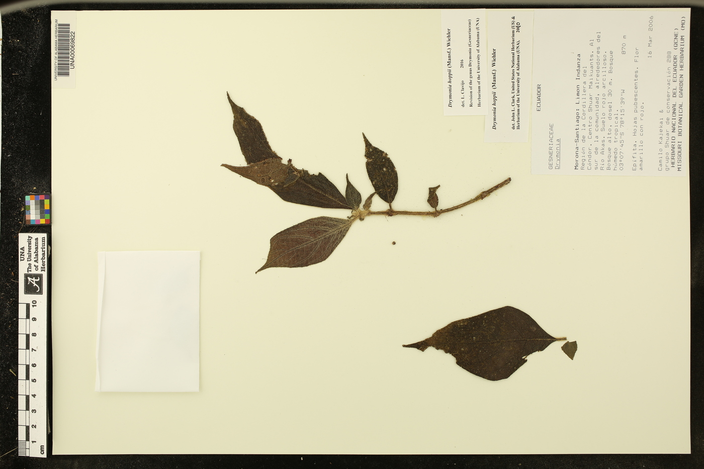 Drymonia hoppii image
