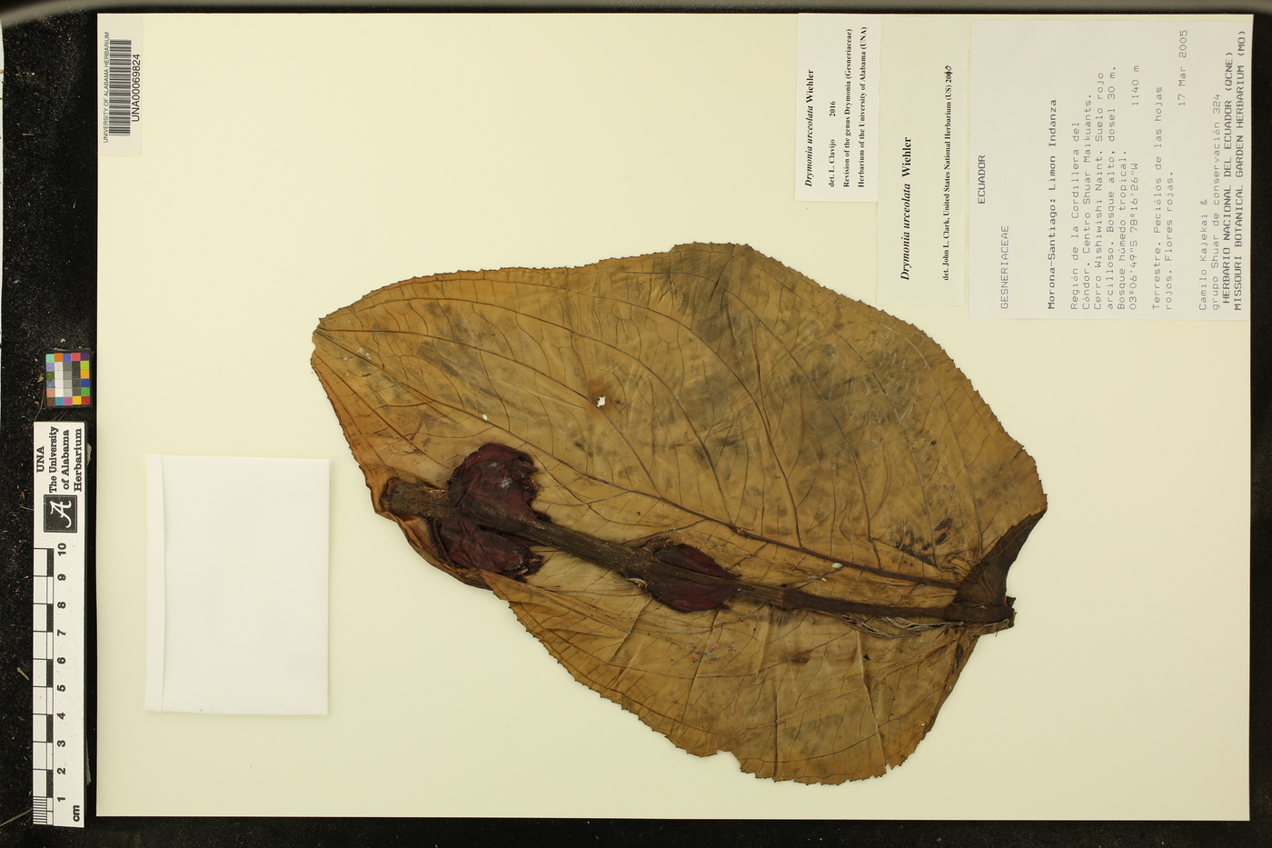 Drymonia urceolata image
