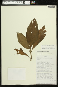 Gasteranthus corallinus image