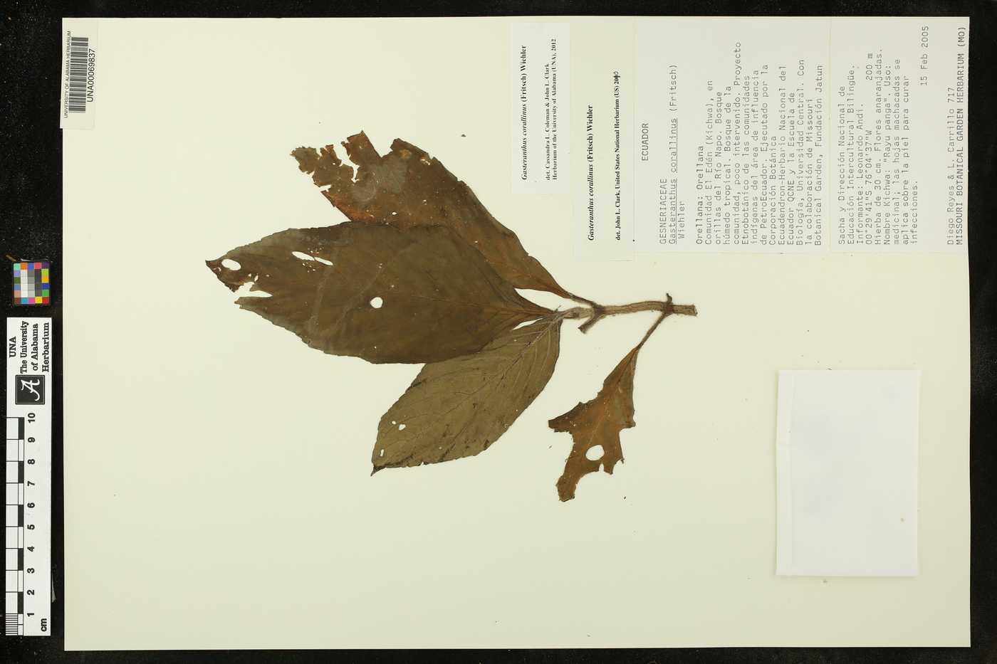 Gasteranthus corallinus image