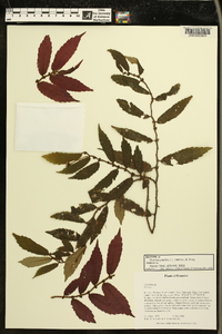 Image of Pearcea pileifolia