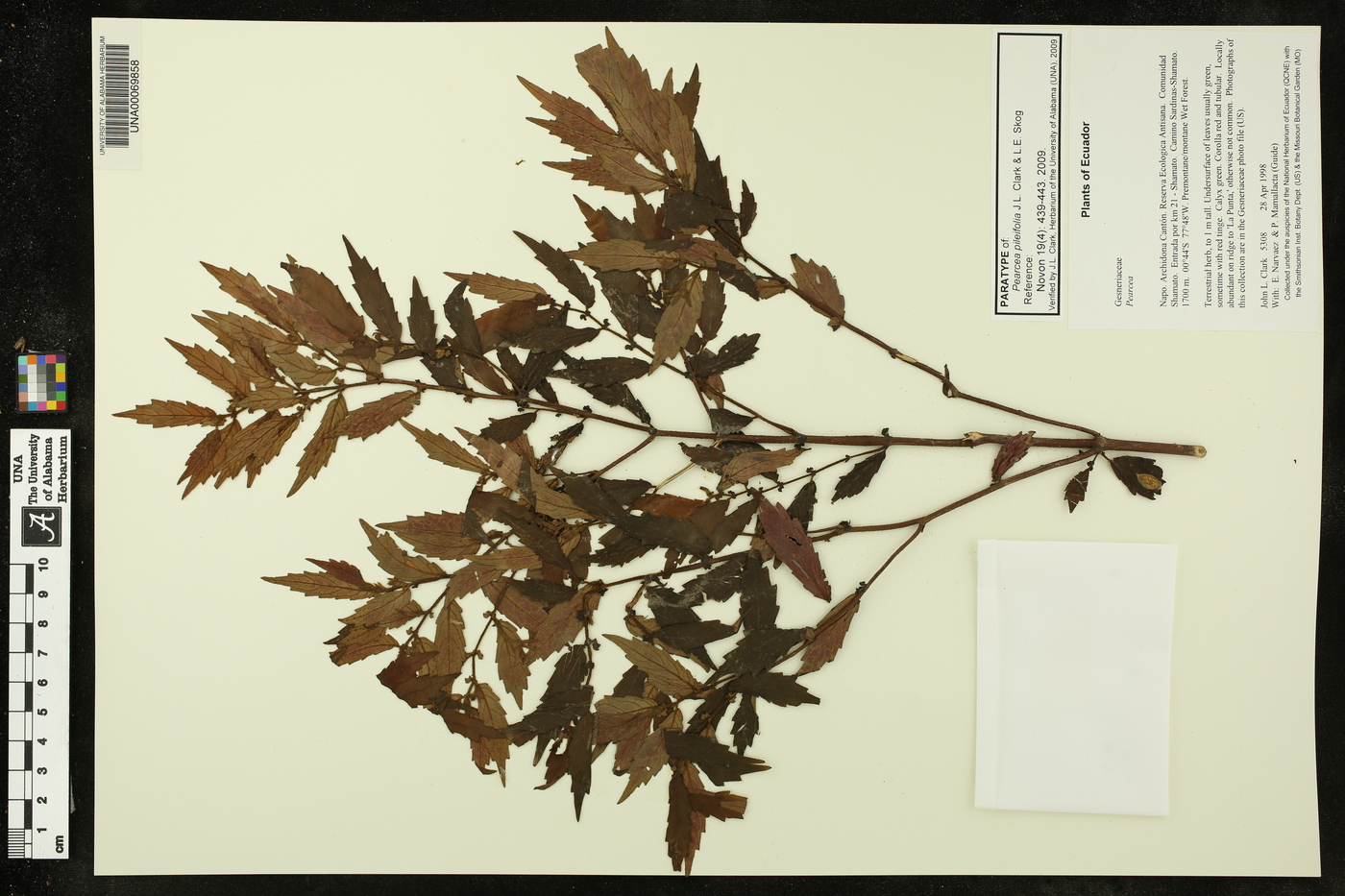 Pearcea pileifolia image