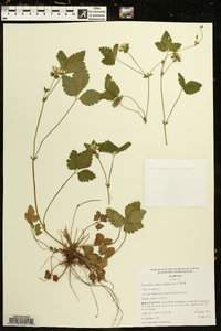 Potentilla indica image