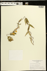 Gelsemium sempervirens image