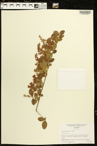 Ligustrum sinense image