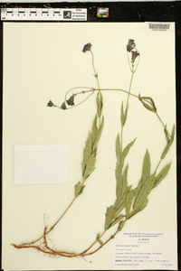 Verbena rigida image