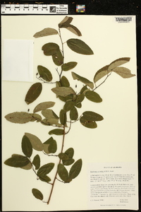 Berchemia scandens image