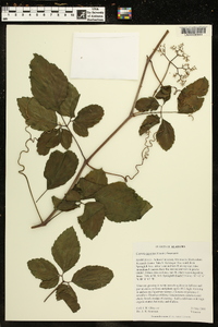 Cayratia japonica image