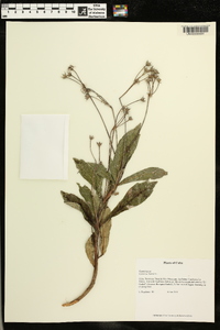 Gesneria humilis image