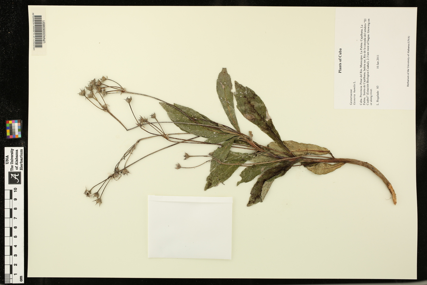 Gesneria humilis image