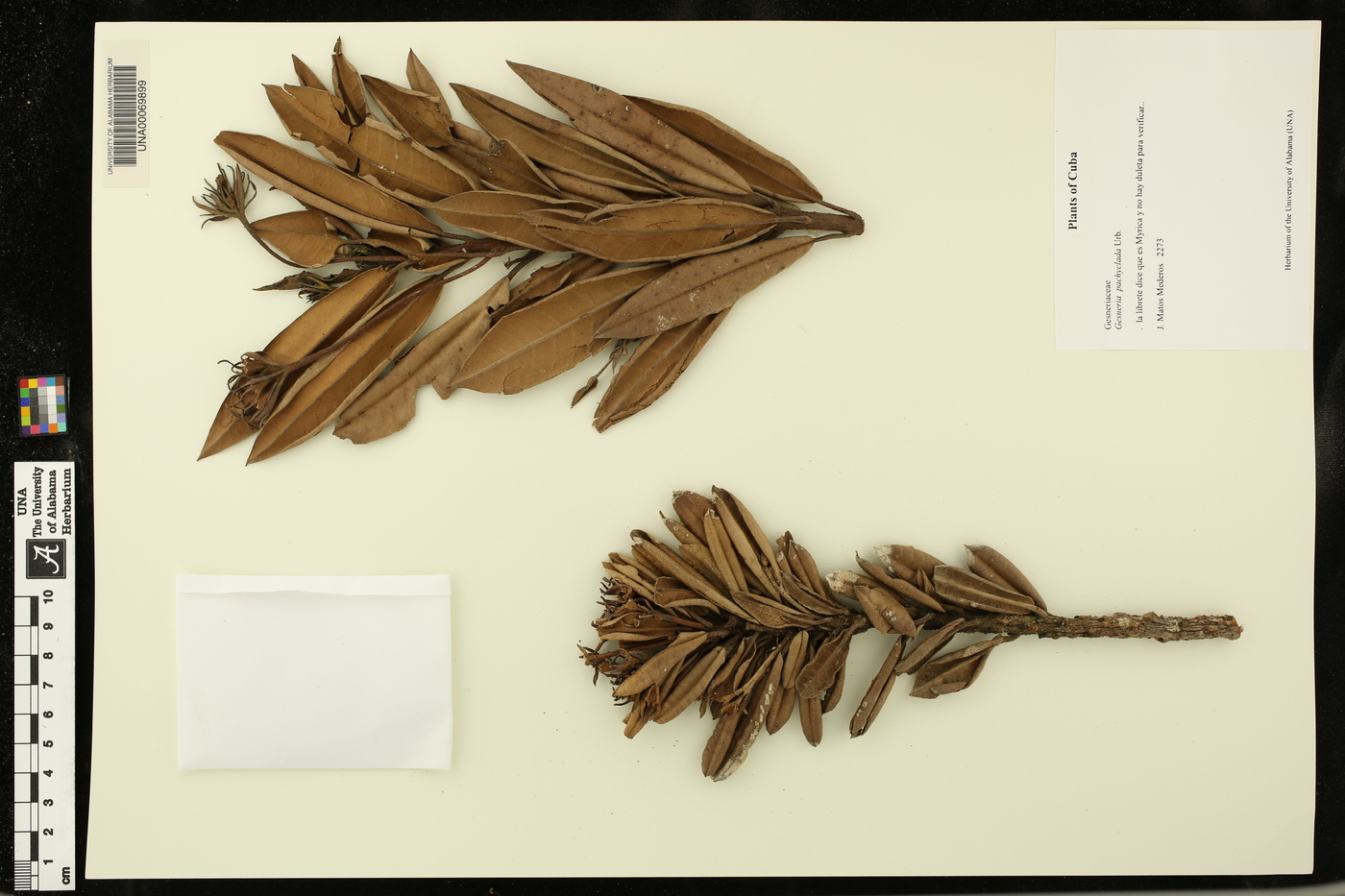 Gesneria duchartreoides image