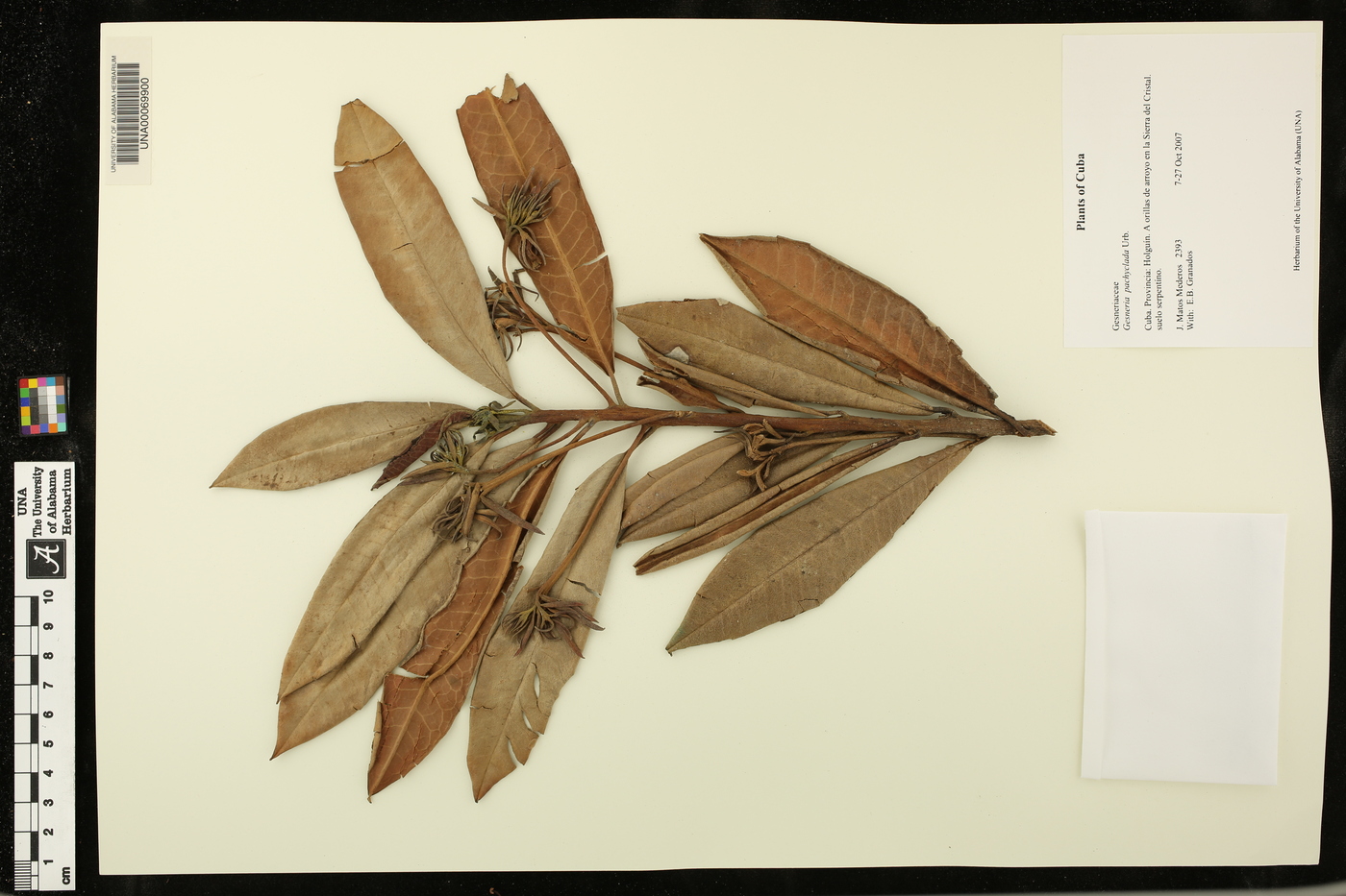 Gesneria duchartreoides image