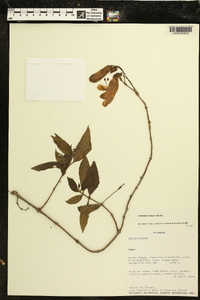 Columnea strigosa image