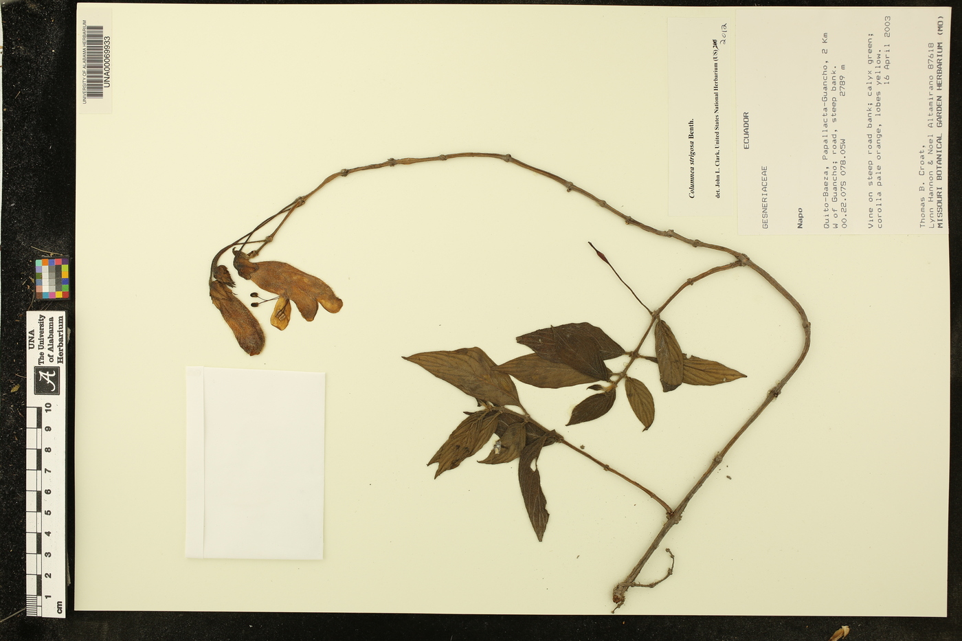 Columnea strigosa image