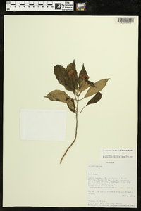 Gasteranthus timidus image